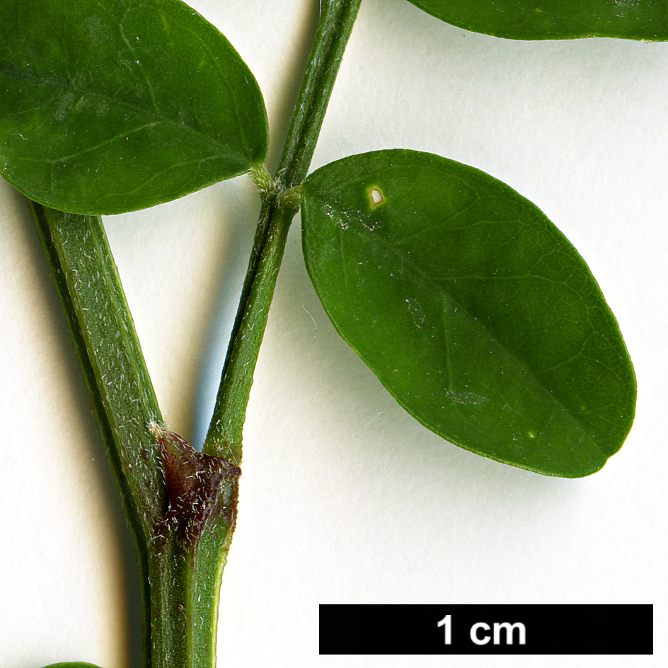High resolution image: Family: Fabaceae - Genus: Hippocrepis - Taxon: emerus